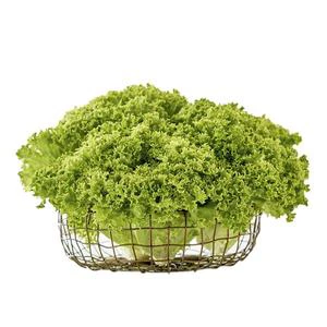 LECHUGA VERDE CRESPA CAJITA