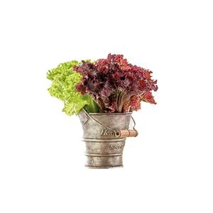 LECHUGA CRESPA SALANOVA VERDE X 130 GR