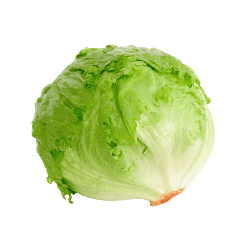 LECHUGA BATAVIA UNIDAD